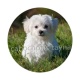 chien