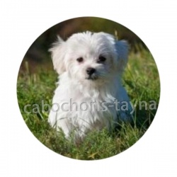 chien