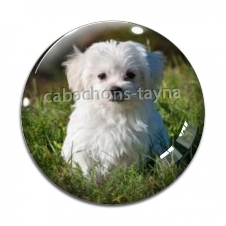 Cabochon Verre - chien