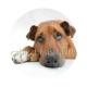 chien