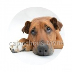 chien