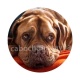 chien