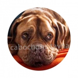 chien