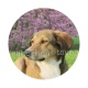 chien