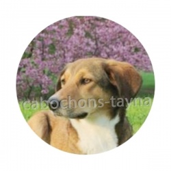 chien