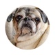 chien