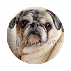chien
