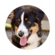 chien
