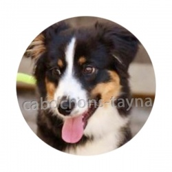 chien