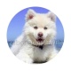 chien