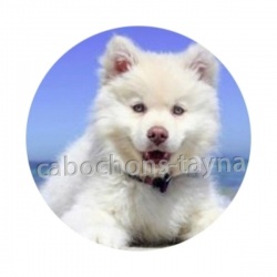 chien