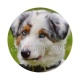 chien