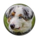 Cabochon Résine - chien