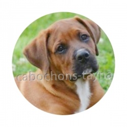 chien