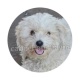 chien