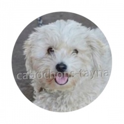 chien