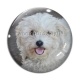 Cabochon Verre - chien