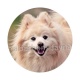 chien