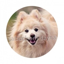 chien