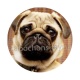 chien