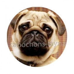 chien
