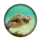 tortue