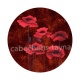 coquelicot
