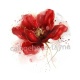 coquelicot