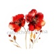 coquelicot