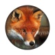 renard