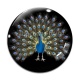 Cabochon Verre - paon