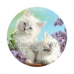 chat chaton