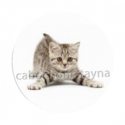 chaton