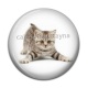 Cabochon Résine - chaton
