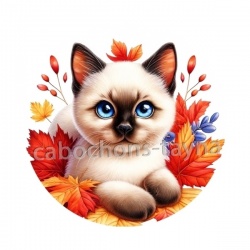chaton