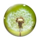 Cabochon Verre - pissenlit