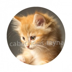 chaton