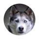 chien