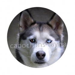 chien