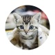 chaton