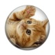 Cabochon Résine - chaton