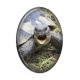 tortue