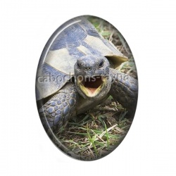 tortue