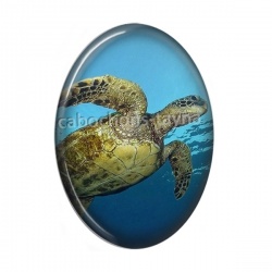 tortue