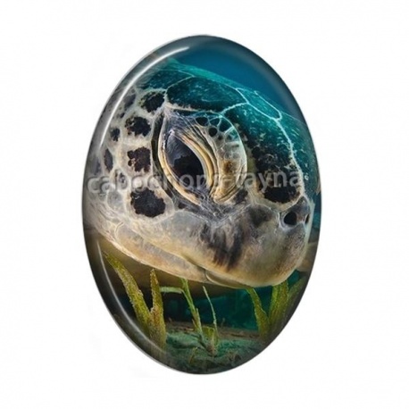 Cabochon Résine Ovale - tortue