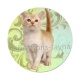 chaton