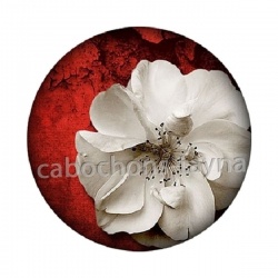 Fleur rouge et blanche