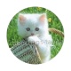 chaton
