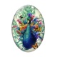 Cabochon Verre Ovale - paon