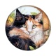 chat